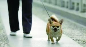 最新犬伤分级详解，理解与实际应用指南