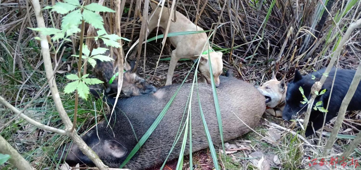 最新捕野猪药，探索之路与反思之声