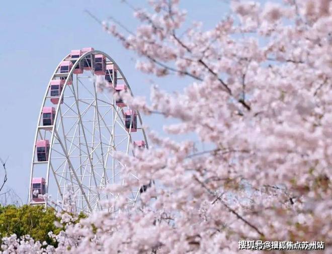 顾村最新图片，探寻城市新面貌的独家视角