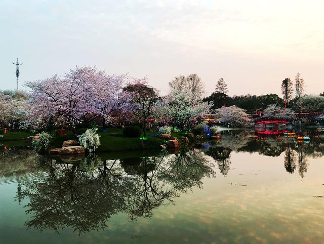 武汉东湖樱花盛开盛景报道