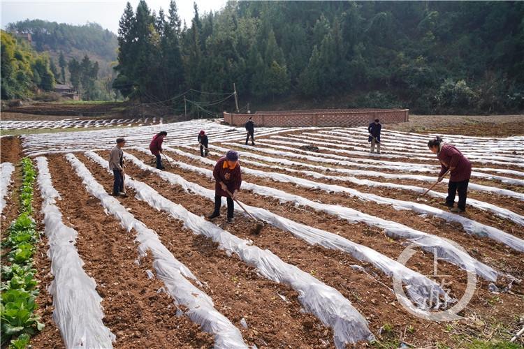 全球禽类产业遭遇鸡瘟危机，严峻挑战下的最新动态