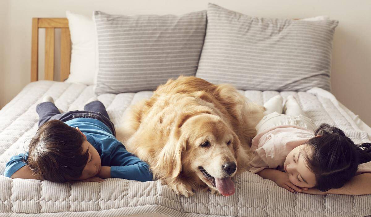 长垣最新购犬指南