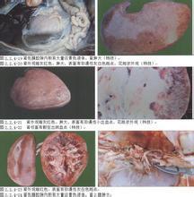 全球面临新型病毒严峻挑战