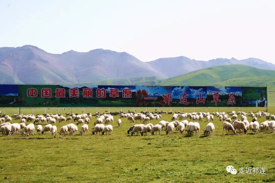 祁连最新探索发现之旅新闻速递