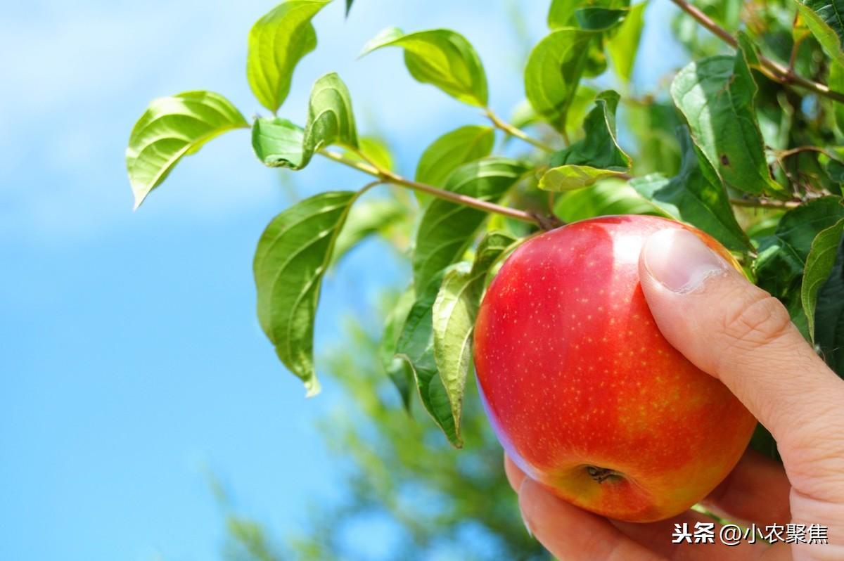 最新苹果栽培技术详解