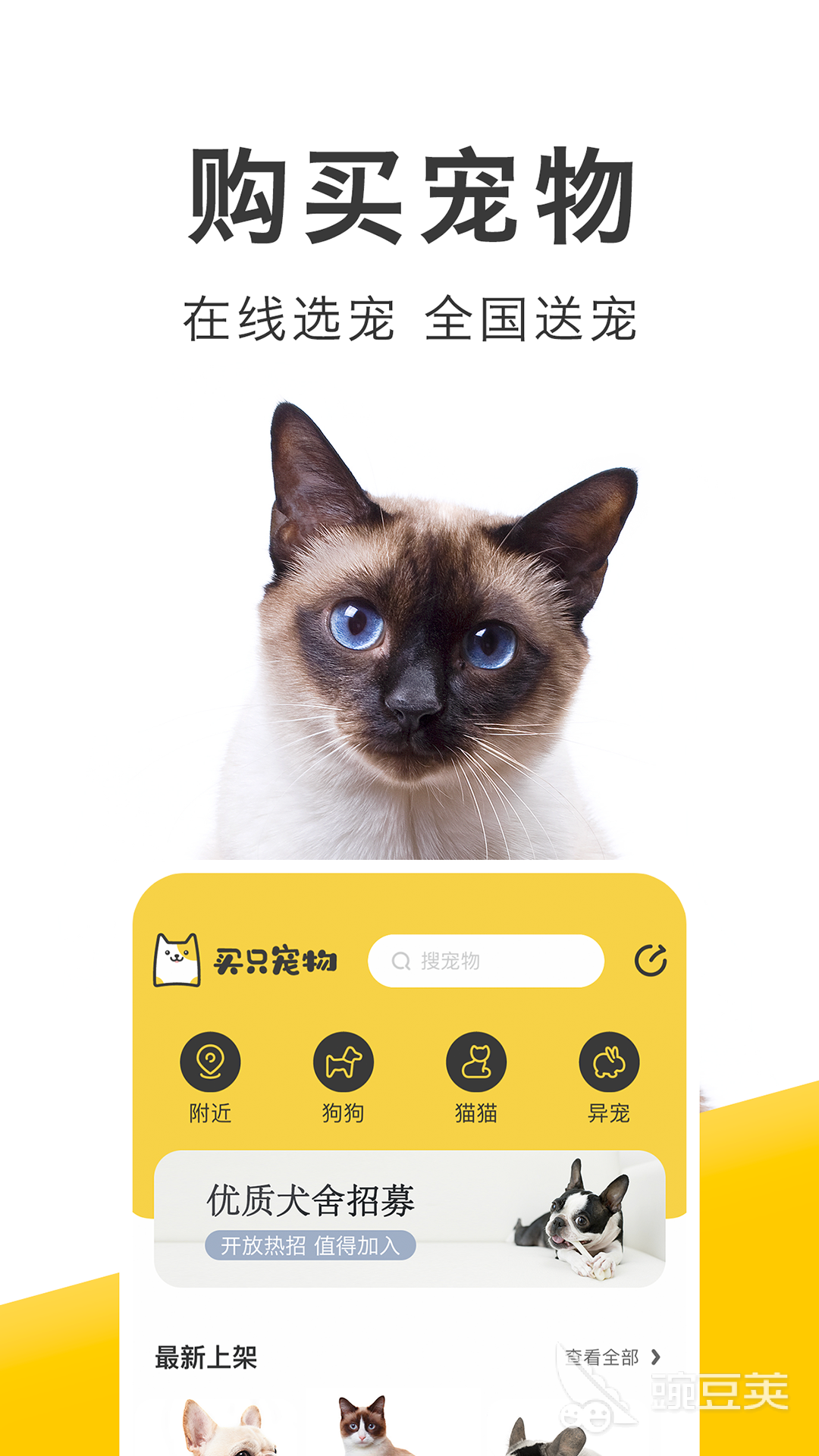 猫咪软件最新版，独特魅力与实用功能的探索